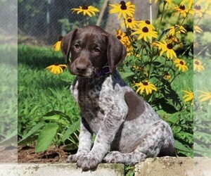German Shorthaired Pointer Puppy for sale in PARADISE, PA, USA