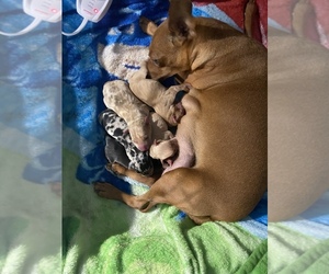 Mother of the Miniature Pinscher puppies born on 07/05/2021