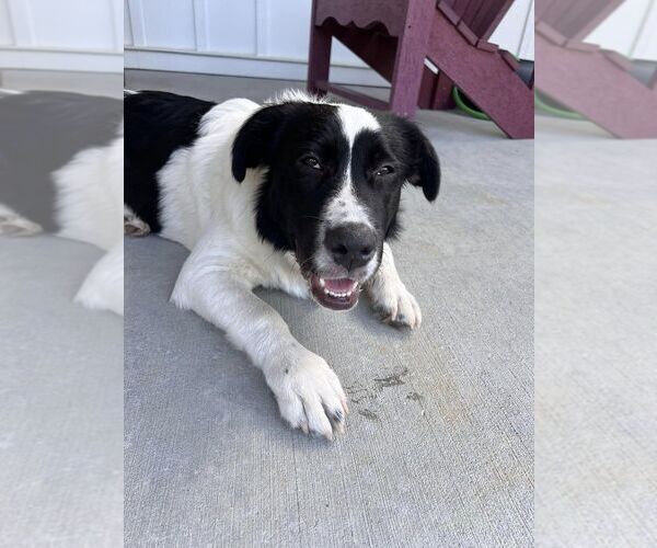 Medium Photo #9 Border Collie-Great Pyrenees Mix Puppy For Sale in Raleigh, NC, USA