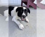 Small #8 Border Collie-Great Pyrenees Mix