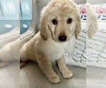 Small Photo #23 Goldendoodle Puppy For Sale in PENSACOLA, FL, USA