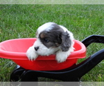 Small Photo #3 Cavapoo Puppy For Sale in CARLISLE, KY, USA
