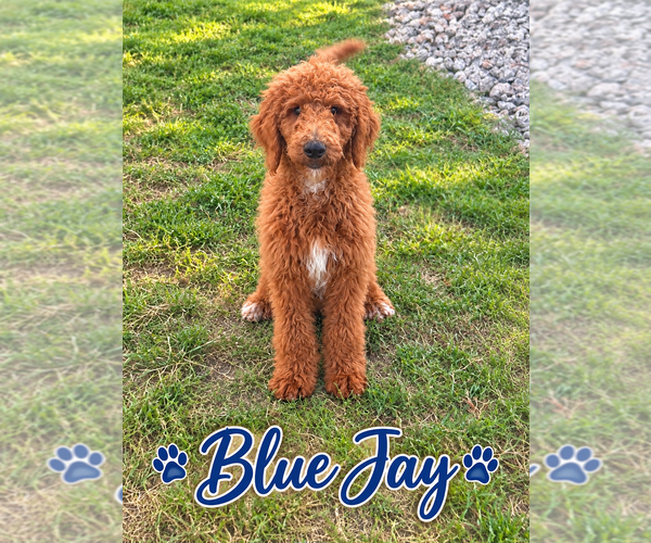 Medium Photo #1 Poodle (Standard) Puppy For Sale in SAINT CLOUD, MN, USA