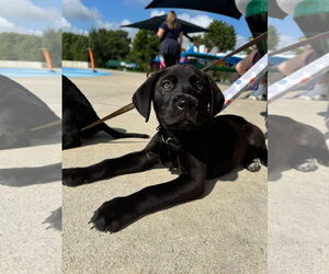 Labrador Retriever-Unknown Mix Dogs for adoption in Germantown, OH, USA