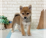 Small Photo #1 Shiba Inu Puppy For Sale in MIAMI, FL, USA