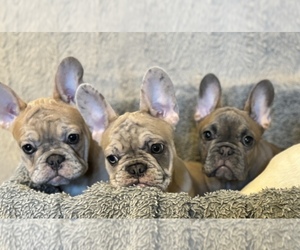 French Bulldog Litter for sale in OAKDALE, CA, USA