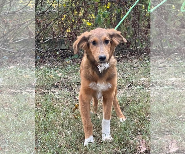 Medium Photo #5 Retriever -Unknown Mix Puppy For Sale in HOPKINSVILLE/PRINCETON, KY, NH, USA