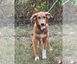 Small #4 Retriever  Mix
