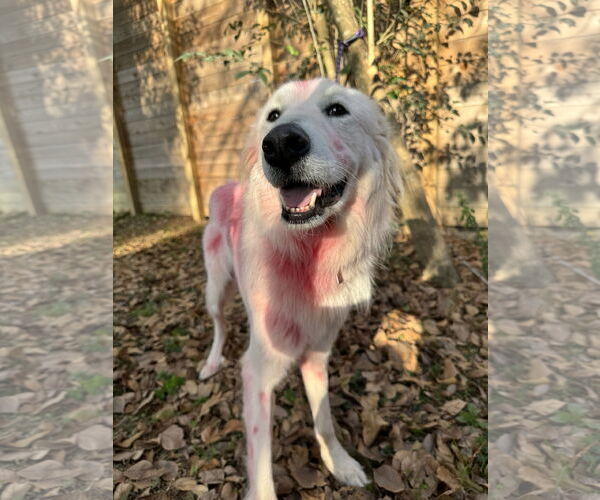 Medium Photo #2 Great Pyrenees Puppy For Sale in Spring, TX, USA