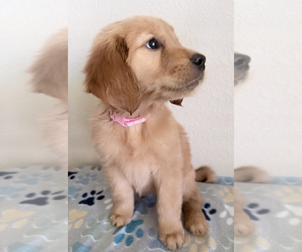 Medium Photo #4 Golden Retriever Puppy For Sale in PORTALES, NM, USA