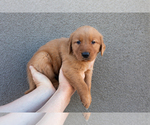 Puppy Black Golden Retriever