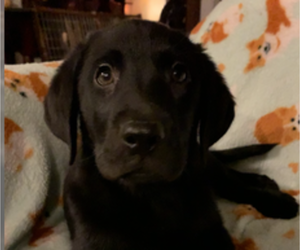 Labrador Retriever Puppy for sale in SPOTSYLVANIA, VA, USA