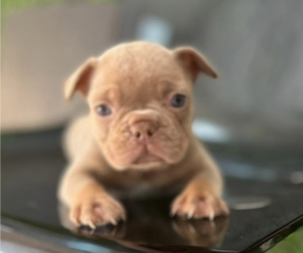 Medium Photo #14 French Bulldog Puppy For Sale in WASHINGTON, DC, USA