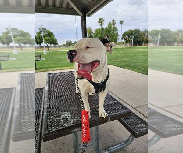 Medium Photo #8 American Bulldog-Staffordshire Bull Terrier Mix Puppy For Sale in Chandler, AZ, USA