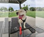 Small #7 American Bulldog-Staffordshire Bull Terrier Mix