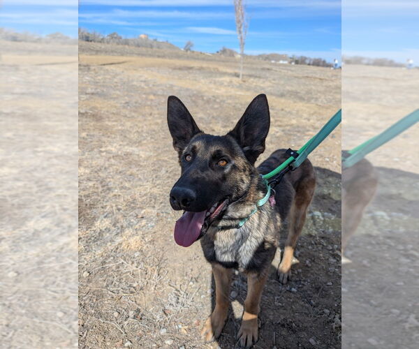 Medium Photo #2 German Shepherd Dog-Unknown Mix Puppy For Sale in Imlay City, MI, USA