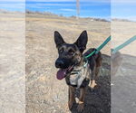 Small #1 German Shepherd Dog Mix
