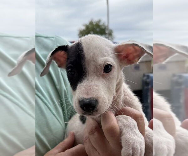 Medium Photo #4 American Pit Bull Terrier-Unknown Mix Puppy For Sale in Bolivar, MO, USA