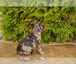 Small Photo #5 French Bulldog Puppy For Sale in DES PLAINES, IL, USA