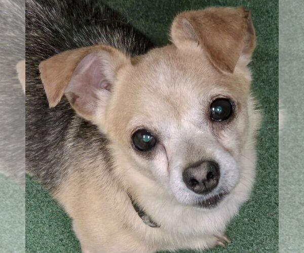 Medium Photo #1 Chihuahua Puppy For Sale in Huntley, IL, USA