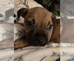 Small #2 Boxer Mix