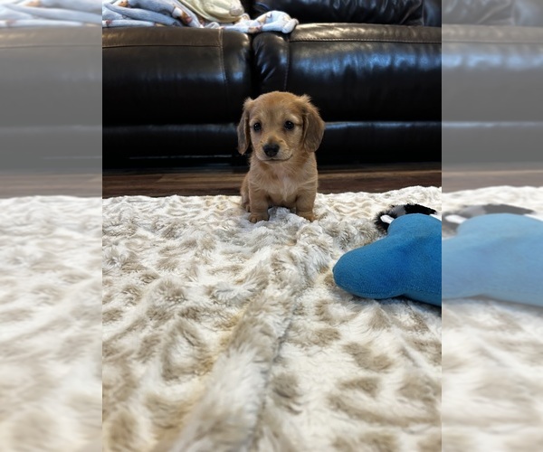 Medium Photo #2 Dachshund Puppy For Sale in GUTHRIE, KY, USA