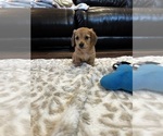 Small #1 Dachshund
