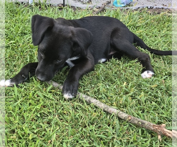 Medium Photo #11 English Cream Golden Retriever-German Shepherd Dog Mix Puppy For Sale in CHARLEROI, PA, USA