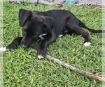 Ashley - Female English Cream Golden Retriever-German Shepherd Dog Mix Puppy for Sale - Photo #11
