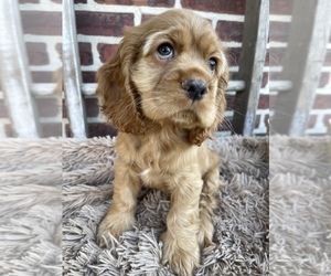 Cocker Spaniel Puppy for sale in HONEY BROOK, PA, USA
