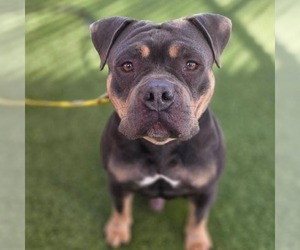 Bulldog Mix Dog for Adoption in Las Vegas, Nevada USA