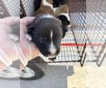 A663599 - Male Mutt Dog for Adoption - Small photo