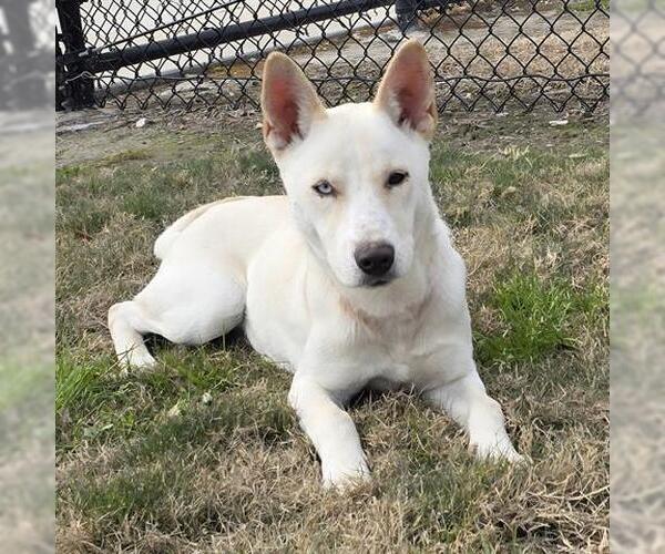 Medium Photo #2 Carolina Dog-Unknown Mix Puppy For Sale in Houston, TX, USA