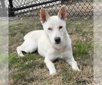 Small #1 Carolina Dog Mix