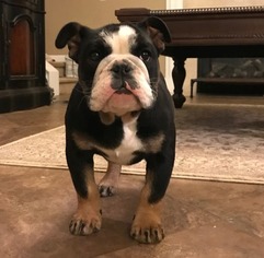 Bulldog Puppy for sale in CHARLOTTE, NC, USA