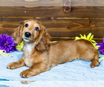 Small #3 Dachshund