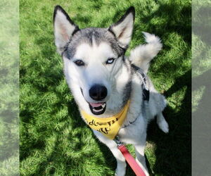 - Mix Dogs for adoption in Brooklyn Center, MN, USA