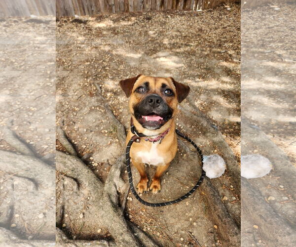 Medium Photo #16 Mutt Puppy For Sale in Philadelphia, PA, USA