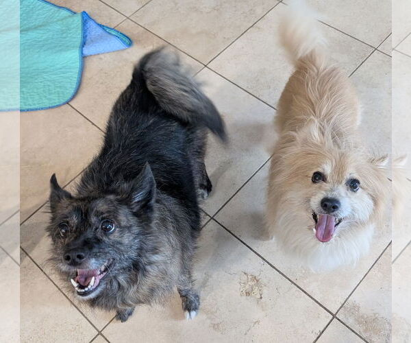 Medium Photo #3 American Eskimo Dog-Pembroke Welsh Corgi Mix Puppy For Sale in Aurora, CO, USA