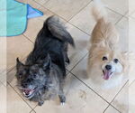 Small #2 American Eskimo Dog-Pembroke Welsh Corgi Mix