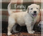 Small Photo #3 Goldendoodle Puppy For Sale in SQUAW VALLEY, CA, USA