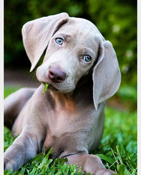 View Ad: Weimaraner Puppy for Sale near Arizona ...