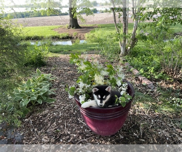 Medium Photo #22 Siberian Husky Puppy For Sale in ALTON, IL, USA