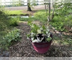 Small Photo #22 Siberian Husky Puppy For Sale in ALTON, IL, USA