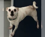 Small Chihuahua Mix