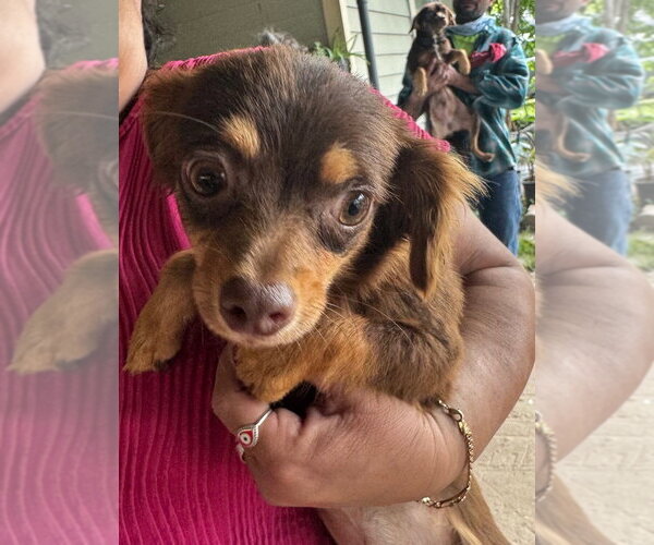 Medium Photo #1 Chihuahua-Unknown Mix Puppy For Sale in Oak Bluffs, MA, USA