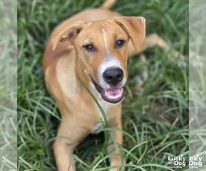 Rocco - Male Black Mouth Cur-Unknown Mix Dog for Adoption - Photo #3