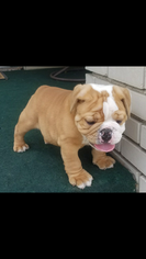 English Bulldogge Puppy for sale in MAPLE HEIGHTS, OH, USA