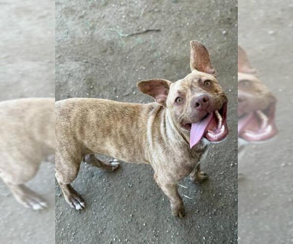 Medium Photo #1 American Pit Bull Terrier-Unknown Mix Puppy For Sale in Riverside, CA, USA