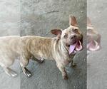 Small American Pit Bull Terrier Mix